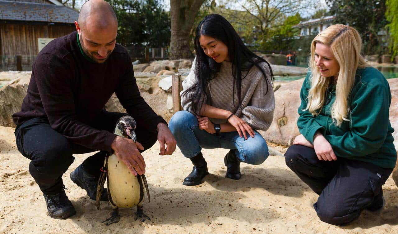 Penguins Beach ZSL London Zoo